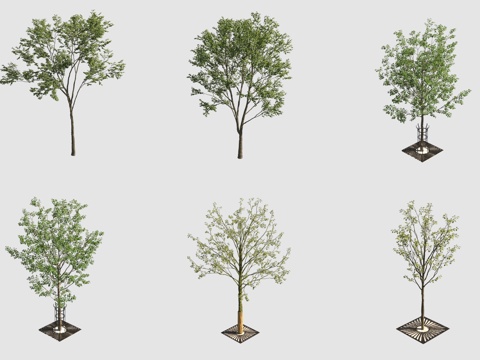 Street Tree Landscape Tree