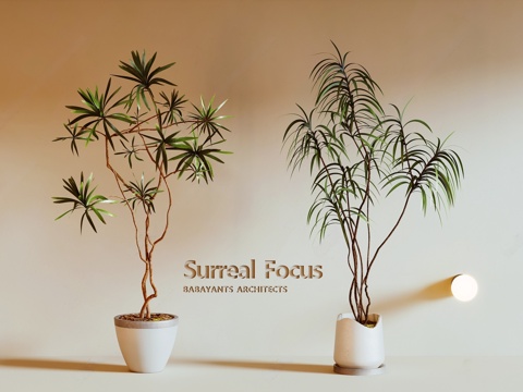 Potted plants, ancient plants