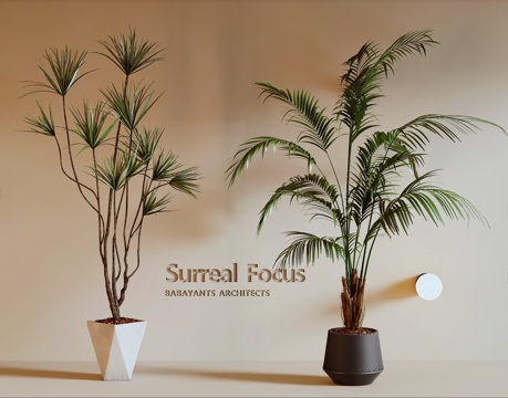 potted san-tailed kwai phoenix-tailed bamboo shaoji green plant modern green plant tropical green plant potted palm