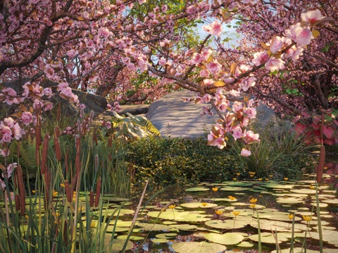Flower Tree Aquatic Plant Duckweed Stone Waterside Stream