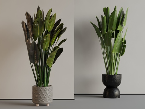 Modern Green Plant Green Plant
