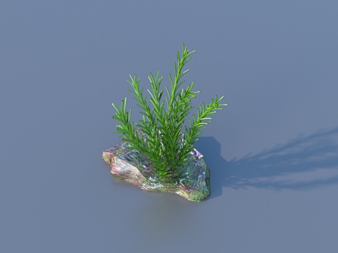 water grass water bottom plant seaweed plant grass
