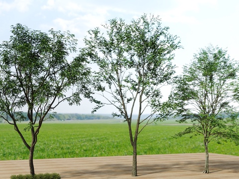 Tree Landscape Tree Greening Tree Greening Tree