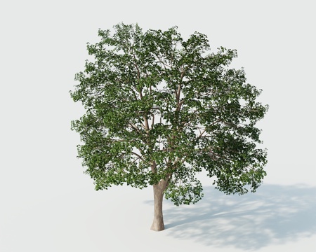 Tree Landscape Tree Greening Tree Greening Tree