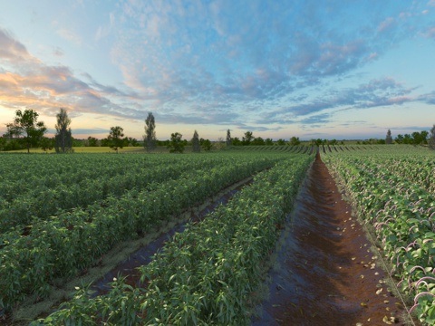 Modern farmland cultivated land landscape