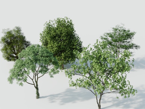 Tree Landscape Tree Greening Tree Greening Tree