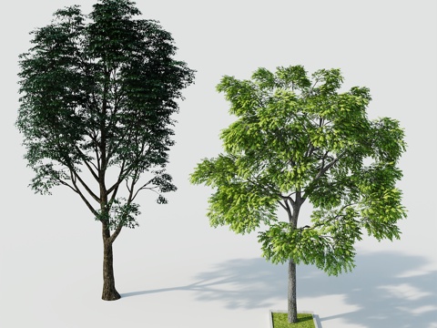 Tree Landscape Tree Greening Tree Greening Tree