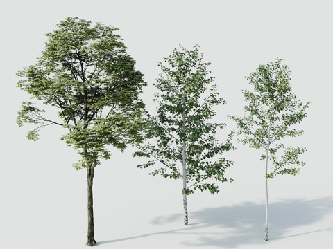 Tree Landscape Tree Greening Tree Greening Tree