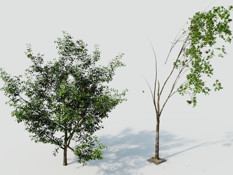 Tree Landscape Tree Greening Tree Greening Tree