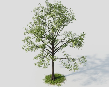 Tree Landscape Tree Greening Tree Greening Tree