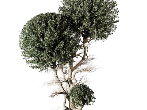 landscape tree