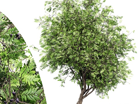 The African Olive Tree