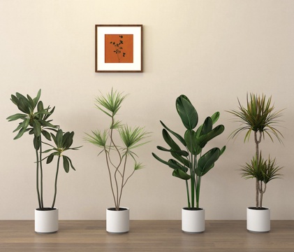 potted plant bonsai green plant