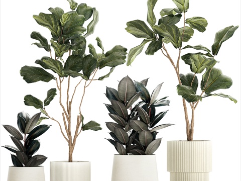 potted plant