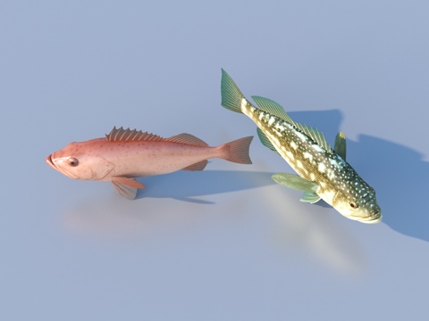 fish freshwater fish aquatic animal