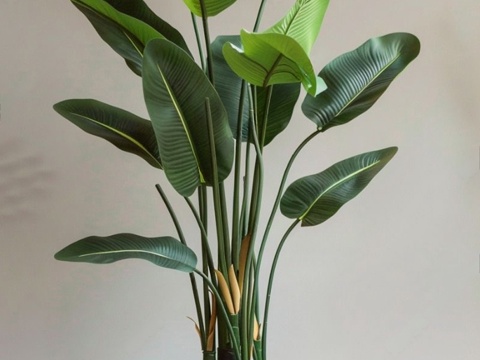 Potted Big Leaf Potted Green Plant Modern Green Plant Tropical Green Plant Potted Palm Leaf Medium