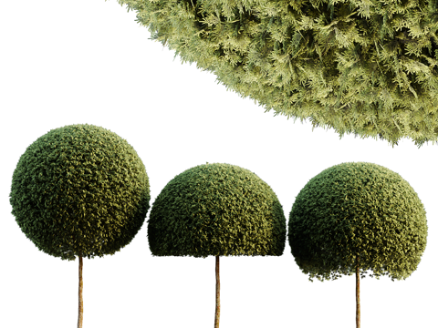 Spherical tree Landscape tree