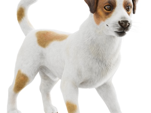 Animal Dog