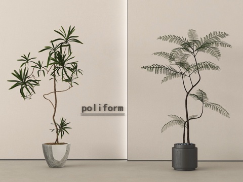 potted plant bonsai plant green plant