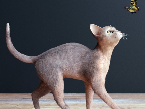 Modern cat butterfly model