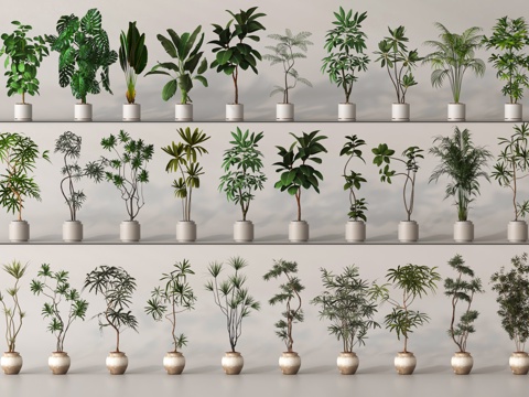 potted plant bonsai green plant
