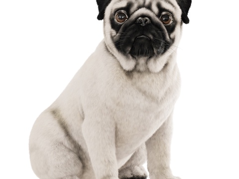 Pet dog pug