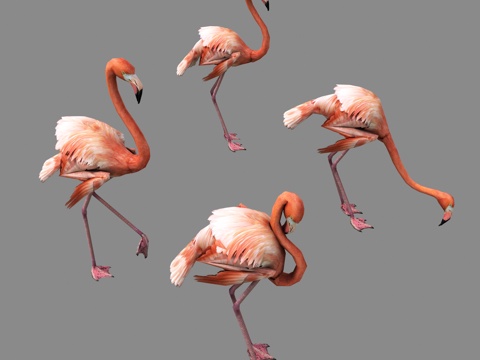 Other Flamingo Birds Crane Animals
