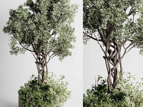 landscape tree