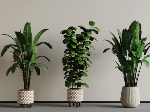 green plant potted plant