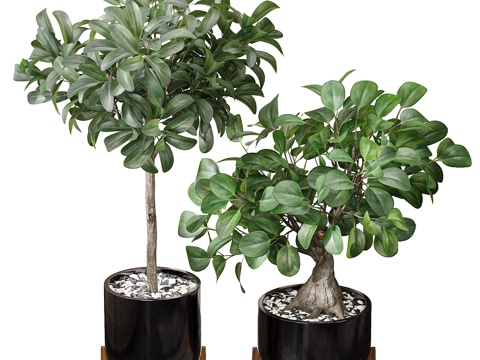 Modern Green Plant Potted Plant