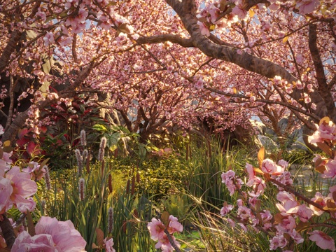 peach tree forest aquatic plant shrub stone flower tree