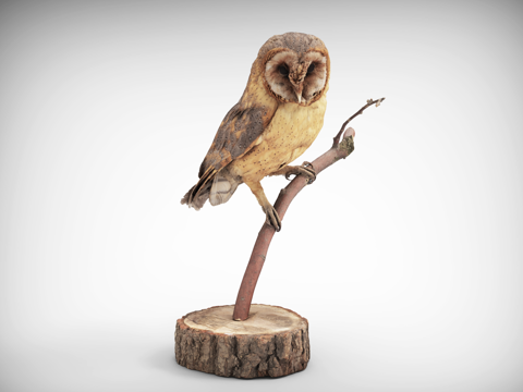 Flying bird owl bird standing on a branch of a tree stump