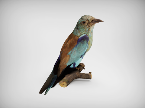 bird flying bird lark kingfisher blue pillow green finch