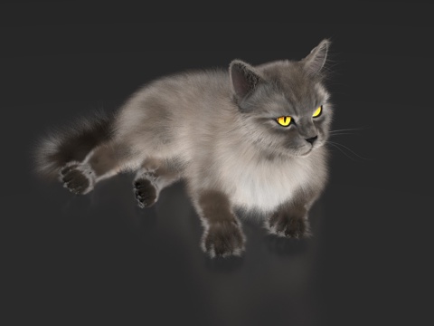 cat cat animal pet