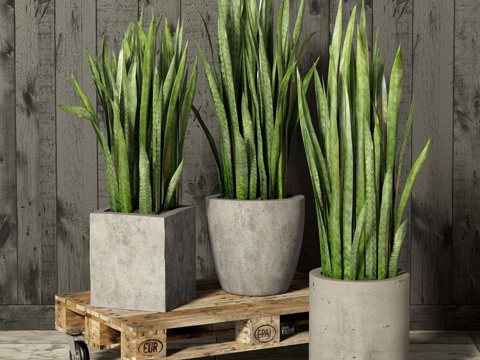 green plant potted plant