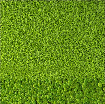 moss ball plant wall