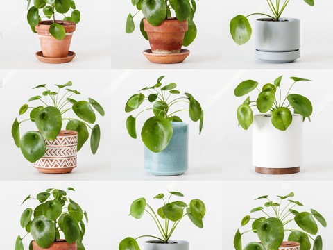 Modern Potted Green Flower Potted Green Plant Flower Pot