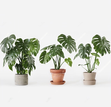 Modern Plant Potted Bamboo Big Leaf Plant Green Plant Flower Pot Bamboo Flower Pot