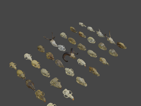 Low Polygon Animal Skull -1