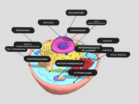 animal cell