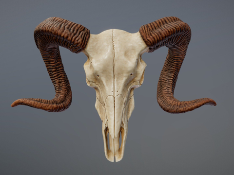 Bighorn sheep skull