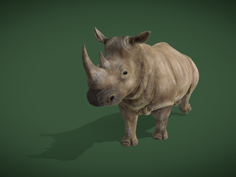 Animated 3D Grey Rhino Run Loop