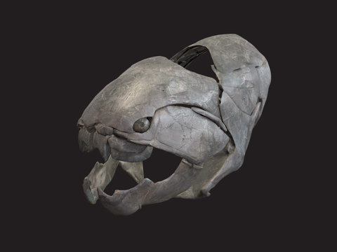 CMNH6090, Duns Fish