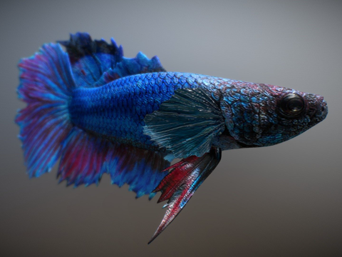 Tropical = River = Fish 3