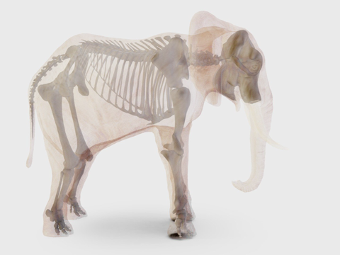 African elephant skeleton