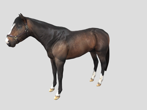 Horse