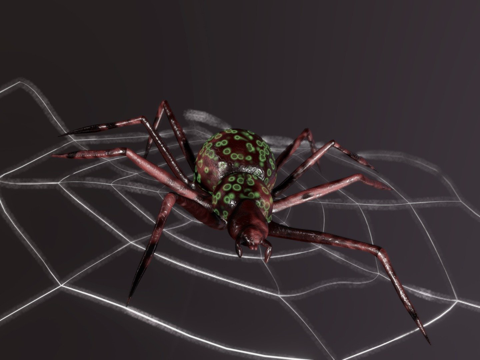 Spider