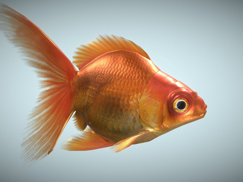 Goldfish 3D, Low Polygon