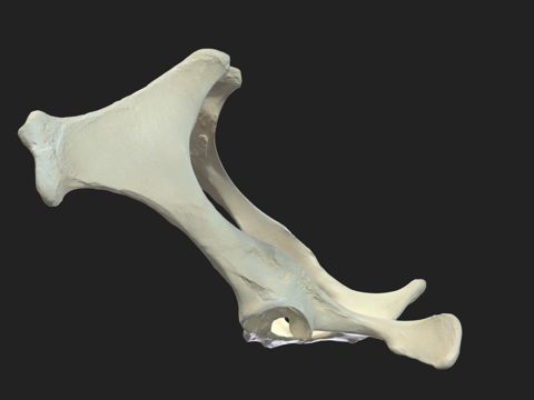 pelvis (hip bone) donkey