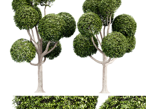 landscape tree